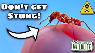 The DEADLIEST INSECT STING On EARTH [upl. by Marline]