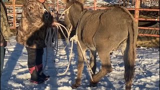 Using a scotch hobble on wild donkey [upl. by Beatriz]