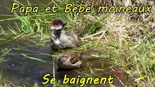 Moineaux au bain papa et bébé [upl. by Grochow]