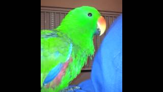 Oski eclectus singing and dancing to elmos song [upl. by Fernand]