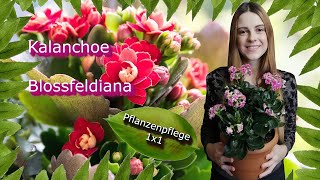 Kalanchoe blossfeldiana das flammende Käthchen  Pflanzenpflege 1x1 [upl. by Eidoj]