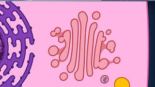 Citologia 20  Apparato di Golgi volume normale [upl. by Esac]