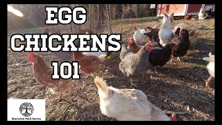 Beginners Guide To Egg Laying Chickens  Egg Chickens 101 [upl. by Aiekan416]