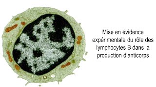 SVT  Première  Rôle des lymphocytes B dans la production danticorps [upl. by Ellehcyt]