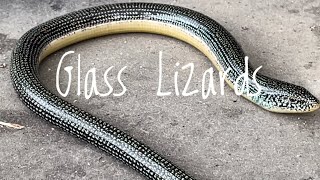 Species Spotlight Eastern Glass Lizard [upl. by Azenav653]