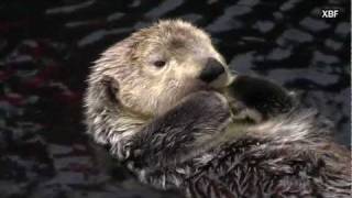 Sea otter Enhydra lutris HD [upl. by Gona]