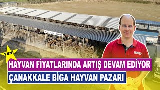 Hayvan Fiyatlarında Artış Devam Ediyor  Çanakkale Biga Hayvan Pazarı [upl. by Enaamuj]