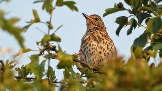 Song Thrush Singing at Sunset [upl. by Oelc]