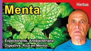 MENTA 🌿 Propiedades Beneficios y Cómo Consumirla 💜 [upl. by Camilia619]