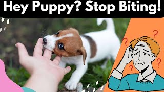 6 Tips For Training Your Puppy To Stop Biting [upl. by Alletnahs]