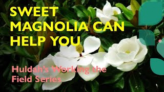 Hoodoo Sweet Magnolia Can Help You [upl. by Truscott]