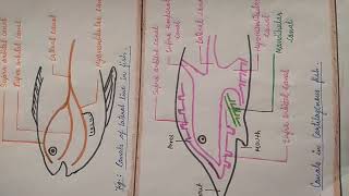 Acoustic  lateralis system in fish zoology zoologynotes alkaranigupta8791 [upl. by Ojeillib709]