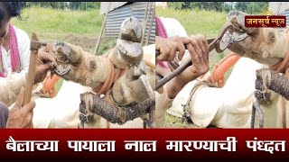 बैलाच्या पायाला नाल कशी मारली जाते [upl. by Wardlaw]