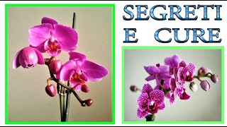 ORCHIDEA tutti i trucchi ed i segreti per curarla farla fiorire e riprodurre orchidee phalenopsis [upl. by Aivatahs728]