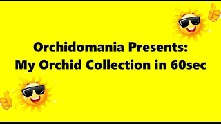 Orchidomania Presents My Orchid Collection in 60 seconds [upl. by Rednazxela]