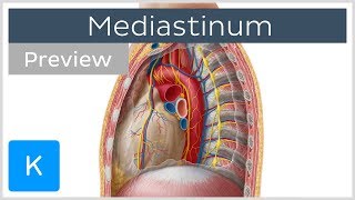 Mediastinum Anatomy amp Contents preview  Human Anatomy  Kenhub [upl. by Aneahs341]