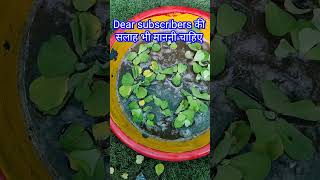 बहुत सारी water lettuce हो गई shortsfeed youtubeshorts gardeningtipsandtricks plants garden [upl. by Naivaf]