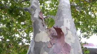 Platanus x acerifolia  top 10 fast growing trees  Platan HD video 07 [upl. by Chamberlain]