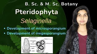 Pteridophyta  Selaginella  Reproduction  Botany  B Sc amp M Sc [upl. by Dieterich]