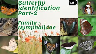 Butterfly identification Part 2  Family Nymphalidae  Key identification features [upl. by Aihsekin]