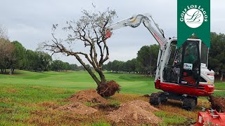 Plantación de 30 nuevos olivos en Golf Los Lagos [upl. by Kubetz]