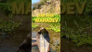 Snake video  Indian Cobra  snake minivlog shorts shortvideo [upl. by Eloise]