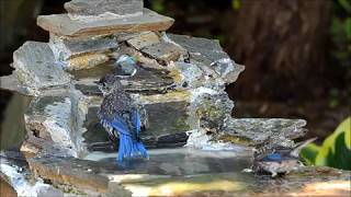 Baby Bluebirds Bathing [upl. by Singh]