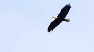 Bald Eagle Soaring [upl. by Ahtela]