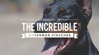 THE INCREDIBLE EUROPEAN DOBERMAN PINSCHERS [upl. by Rox]