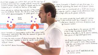 Glucose Transporters [upl. by Tama74]