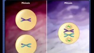 Comparison of Meiosis and Mitosis [upl. by Cone]