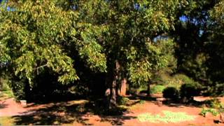 Planting Around Black Walnut Trees [upl. by Hpesojnhoj]