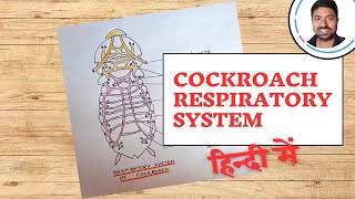 Cockroach Respiratory System biologydiagram biology cbse shorts shortsfeed shortsvideo [upl. by Iatnahs233]