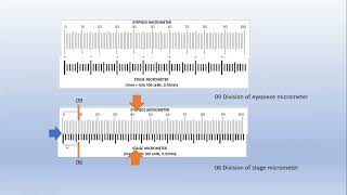 How to calibrate eyepiece micrometer [upl. by Oilicec]