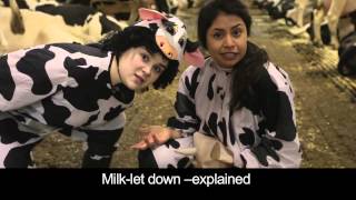 How do cows make milkUdders dont Lie [upl. by Krein858]