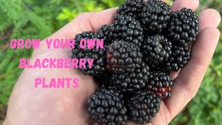 Easiest and no cost way to propagate blackberries Vlog 351 [upl. by Klimesh]