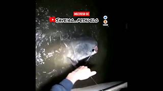 Siluro gigante 🐟 peixegrande siluro catfish pescaria fishing pesca pescador bagres shorts [upl. by Arno387]