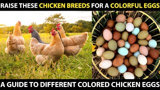 Raise These CHICKEN BREEDS for a COLORFUL EGGS  Blue Green CreamPink Brown White Egg Chickens [upl. by Anaehs]