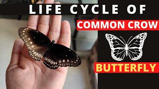 LIFE CYCLE OF COMMON CROW BUTTERFLY 🦋🦋🦋🦋  Euploea core  butterfly [upl. by Sladen]