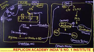 CELL SIGNALING II PART 2 II GPCR SIGNALING II [upl. by Ier]