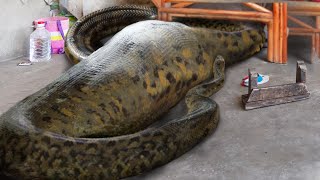 10 Humans Found Inside Snakes [upl. by Eatnuahc746]