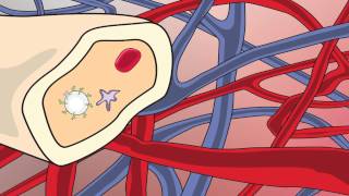 Video 2 Blood Stem Cell Video [upl. by Ardme]