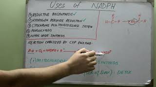 NADPH Uses Biochemistry Medicine ReductiveBiosynthesis [upl. by Yrahca]