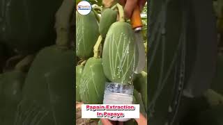 Papain extraction in Papaya [upl. by Petulia]