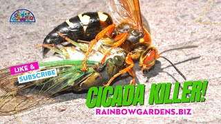 Cicada Killers Beneficial Wasps [upl. by Far]