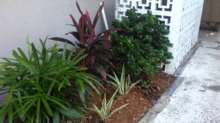 Cape Coral FL landscape transformation on nice canal home [upl. by Asecnarf287]