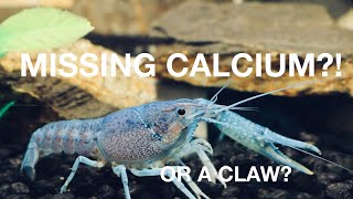 CALCIUM FOR CRAYFISH [upl. by Ymeon]