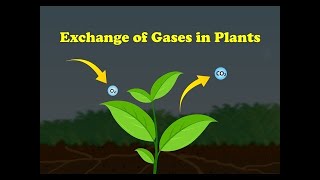 Gases exchange in plants animation in urdu hindi class 10 biology chapter 10 [upl. by Nyledaj]