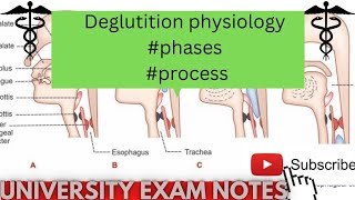 deglutition physiologyprocess of swallowing of foodmedicoscontent3135 [upl. by Kassie186]