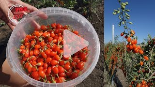 Des baies de goji cultivées en Alsace [upl. by Hterrag]